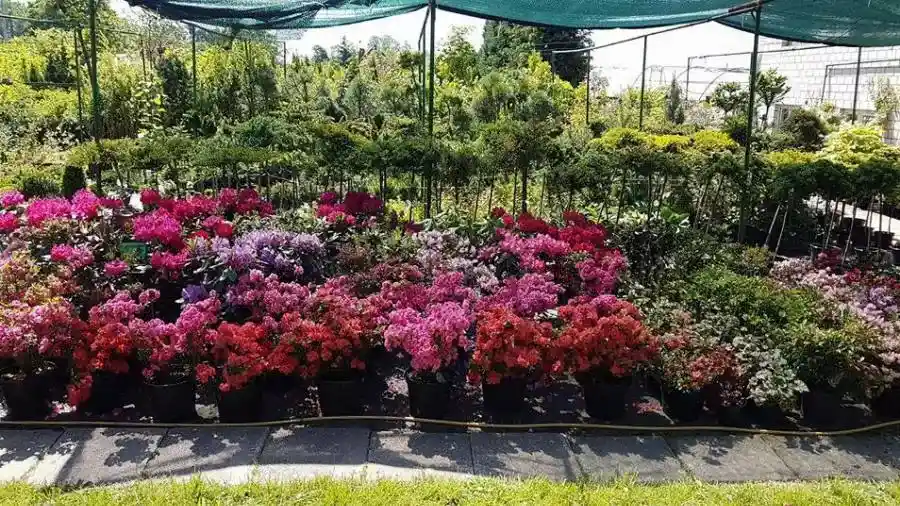 Хвойные растения в питомнике