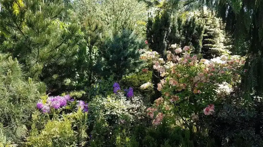 Лиственные деревья